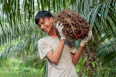 The Hidden Cost of Palm Oil, and How Farhi is Making a Difference